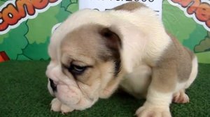 English bulldog For Sale - Fifi - http://www.bullcanes.net - ceo@bullcanes.net