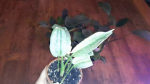 Шизматоглотіс та Хомаломена Частина 1