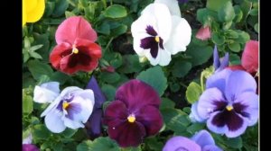 Съедобные цветы в кулинарии