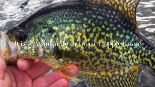 All About The Black Crappie смотреть онлайн