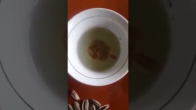 Хитойдан келган писталар семечки из китая смотреть онлайн