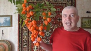 Человек в комнате говорит про цветы физалис декоративный