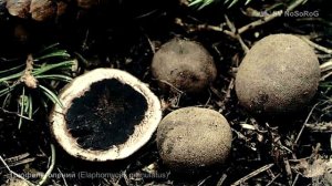 Трюфель олений (Elaphomyces granulatus)