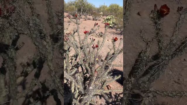 Cactus Flower