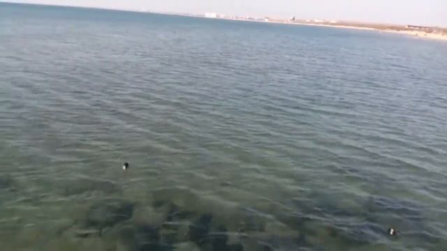 Анапа. Фауна Чёрного моря. Утки- нырки. смотреть онлайн