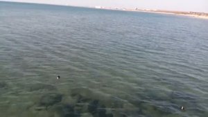 Анапа. Фауна Чёрного моря. Утки- нырки.