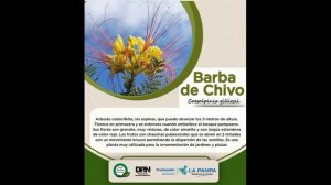 barba de chivo