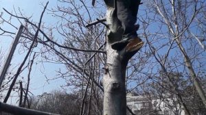 ДУПЛО в ДЕРЕВЕ причина / Как не допустить разрушения дерева / Запломбируем дупло / НАША ДАЧА