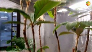 Мушмула японская цветение