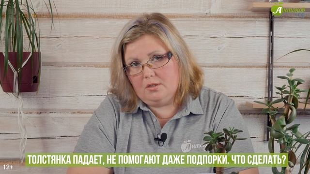 Как вырастить денежное дерево - ответы на ваши вопросы! Особенности и ошибки ухода за толстянкой смотреть онлайн