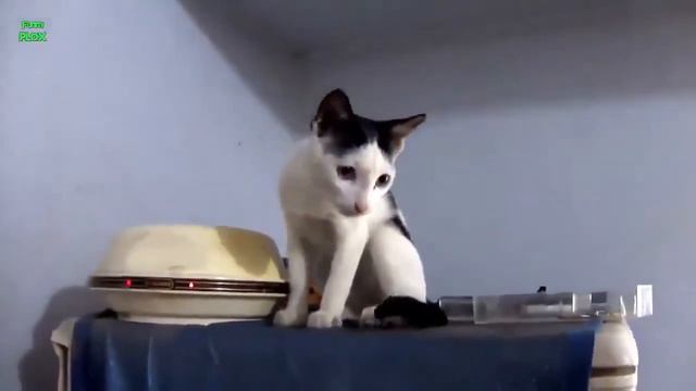 Акапелло кошки  Веселые кошачьи песни