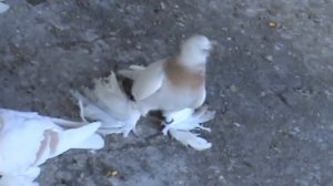 Голуби Алматы братьев Корж. тел.87013366156 Сергей, 87013246911 Александр. Часть 4