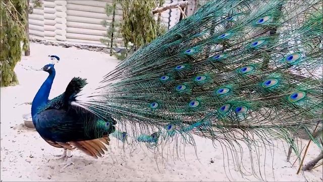 Павлин показал свои красивые перья 15.05.2023 смотреть онлайн