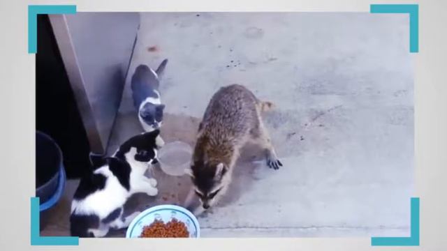 Енот ворует еду у кошек смотреть онлайн