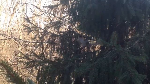Белка перед моим окном ?? смотреть онлайн