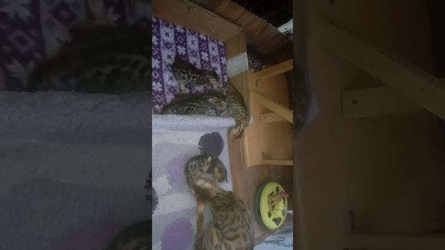 Мама моет котенка, Золото бенгалов, питомник бенгальских кошек Екатеринбург, бенгальские кошки