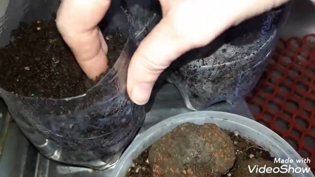 Клубневая бегония. Проращивание (продолжение).