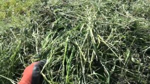 Пробная уборка трав на сенаж