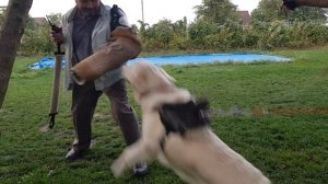 Дрессировка ретривера НА ОХРАНУ. Балу ретривер