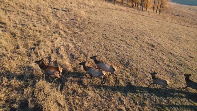 Охота на марала в горах Алтая 2024 смотреть онлайн