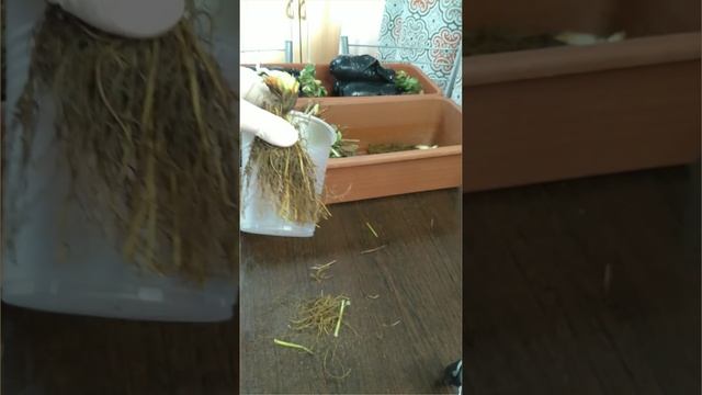 Урок 34. Подрезаем корни у рассады фриго перед посадкой. #садоводство #фриго #выращиваниеклубники смотреть онлайн