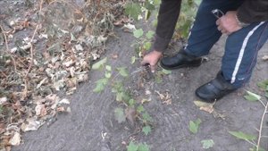 Как правильно обрезать однолетний саженец смородины осенью. Уход за смородиной.