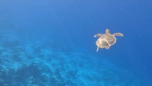 Лучший риф Шарм-Эль-Шейха | Continental Plaza Beach