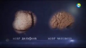 Научный мир потрясён. В океане найдена подводная цивилизация.