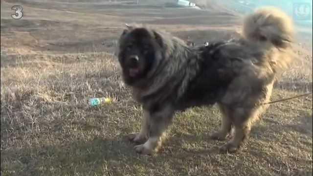 5 Лучших пород собак для охраны частного дома