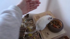 КАК ПРИРУЧИТЬ ПЕСЧАНКУ? | КАК Я ПРИРУЧИЛА СВОИХ ПЕСЧАНОК К РУКАМ? | Aoi Inko