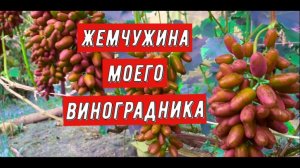 Г.Ф. Красотка Жемчужина моего виноградника