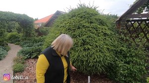 Быть или не быть елям на садовом участке? Стрижка ёлок, формирование шаром, инструменты для стрижки