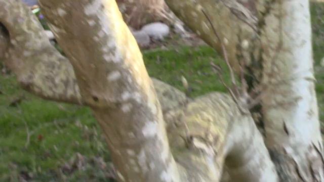 Star Magnolia смотреть онлайн