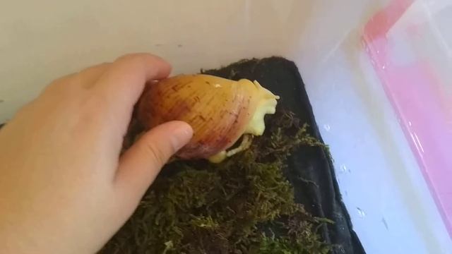 Гигантская улитка ?Ахатина Ретикулята Альбино и Стандарт смотреть онлайн