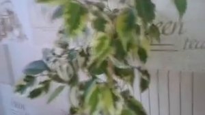 Фикус Бенджамина Голден Кинг