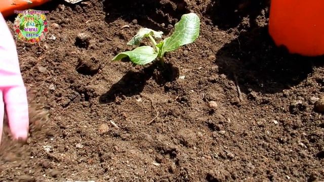 Почему этот способ выращивания кабачков мне больше всего нравится? Как их защитить от холода Лайфха смотреть онлайн