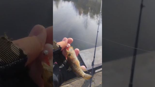 РОТАН на МОРМЫШКУ🔥 #рыбалка #ловлярыбы #карась #Ротан смотреть онлайн