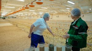 Экскурсия на птицефабрику "ПРОДО Тюменский бройлер"