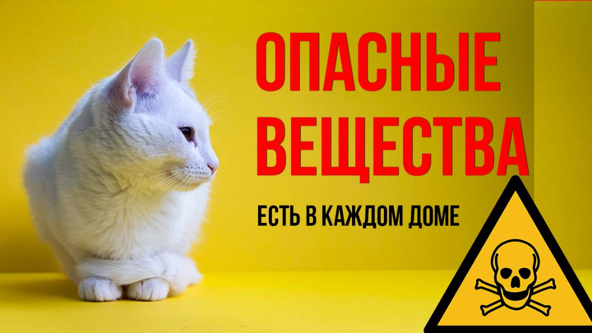 Смертельные штучки для кошки, которые есть в вашем доме