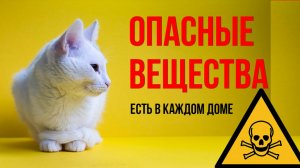 Смертельные штучки для кошки, которые есть в вашем доме