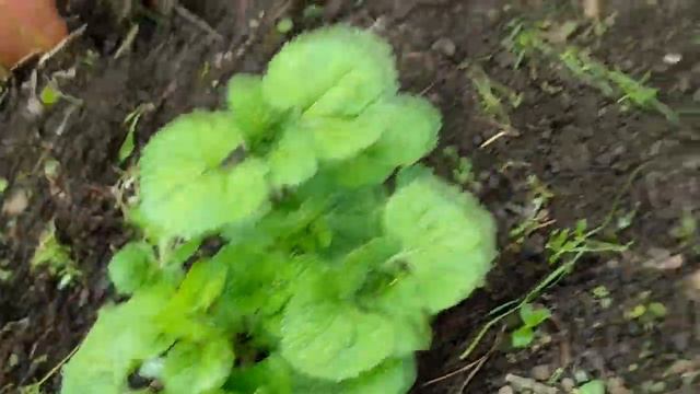 МОЯ САМАЯ КРАСИВАЯ 🏰 И ЛЮБИМАЯ ДАЧА 💗 23 июля 🍒 смотреть онлайн