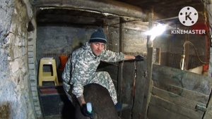 ‼️Искусственное осеменения свиноматки породы дюрок в домашних условиях ‼️