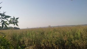 Наши лесопосадки штурмуют.