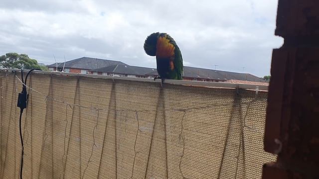 Когда коту делать нечего ... Дразню диких попугаев на балконе .Самые красивые птицы.Элла Австралия смотреть онлайн