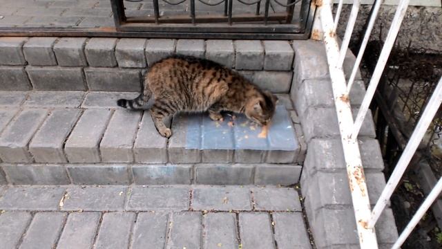 Бездомных кошек нужно подкармливать! смотреть онлайн