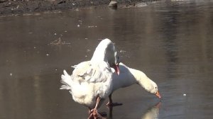 как гуси и утки сами добывают воду - будни фермера - жизнь за городом