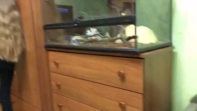 Приямой эфир  Колесо Гироскутер  Танцы  Песни Приветы