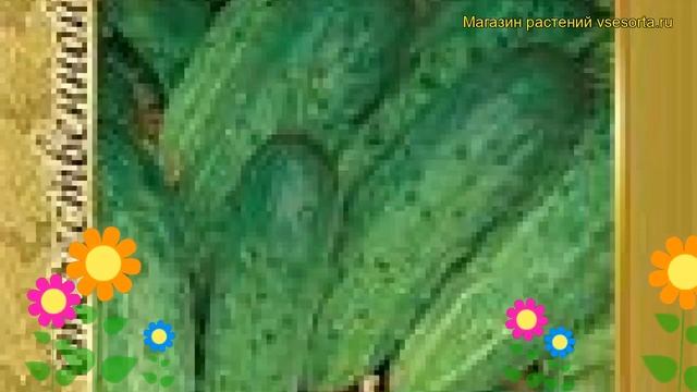 Огурец сортовой Засолочный. Краткий обзор, описание характеристик, где купить семена Zasolochnyy смотреть онлайн