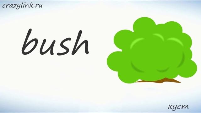Растения на английском. Учим растения. ВИДЕОТРЕНАЖЕР