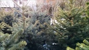 Ель колючая голубая или зелёная "Глаука" -  видео обзор от Питомника "Природа"